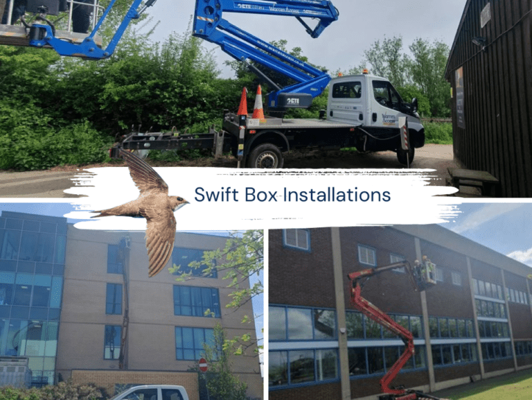 North Tyneside Swift Nesting Box Hire